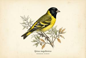 Hooded Siskin illustration