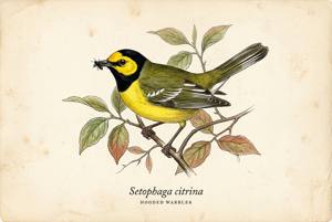 Hooded Warbler illustration
