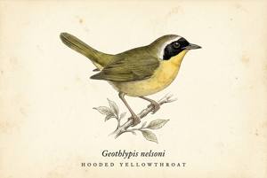 Hooded Yellowthroat illustration