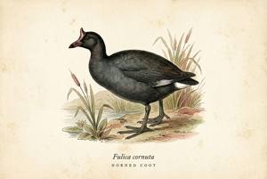 Horned Coot illustration