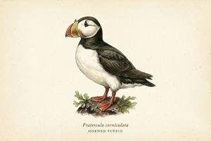 Horned Puffin illustration