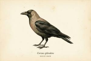 House Crow illustration