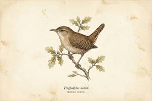 House Wren illustration