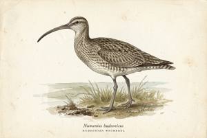 Hudsonian Whimbrel illustration