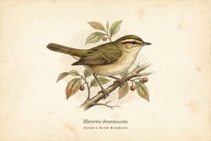 Hume's Bush Warbler illustration