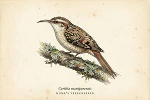 Hume's Treecreeper illustration