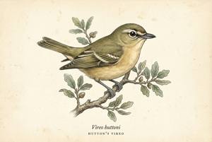 Hutton's Vireo illustration
