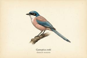 Iberian Magpie illustration