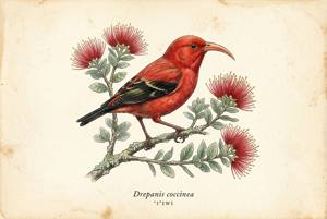 Iiwi illustration