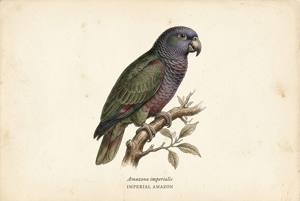 Imperial Amazon illustration