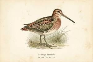 Imperial Snipe illustration