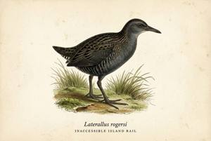Inaccessible Island Rail illustration