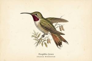 Inagua Woodstar illustration