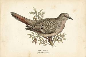 Inca Dove illustration