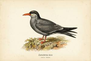 Inca Tern illustration