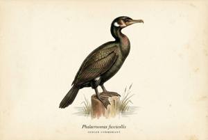 Indian Cormorant illustration