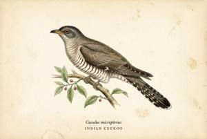 Indian Cuckoo illustration