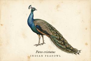 Indian Peafowl illustration