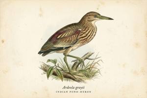 Indian Pond-Heron illustration