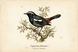 Indian Robin illustration