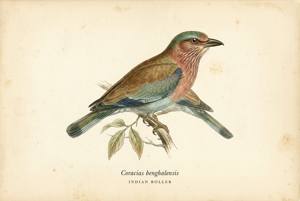 Indian Roller illustration