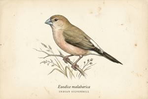 Indian Silverbill illustration