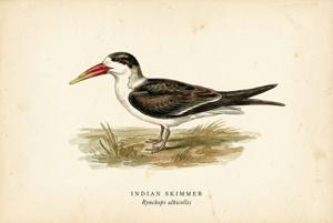 Indian Skimmer illustration