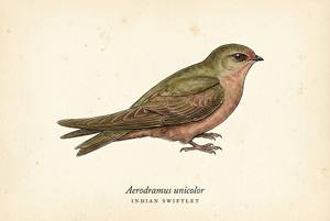 Indian Swiftlet illustration