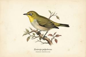 Indian White-eye illustration