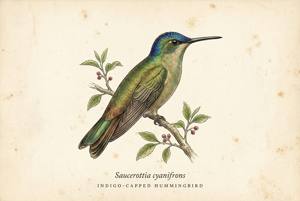 Indigo-capped Hummingbird illustration