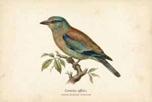Indochinese Roller illustration