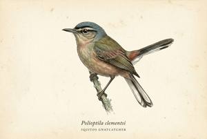 Iquitos Gnatcatcher illustration