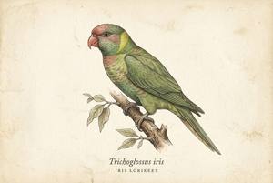 Iris Lorikeet illustration