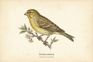 Island Canary illustration