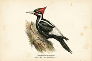 Ivory-billed Woodpecker illustration