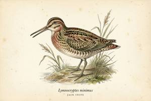 Jack Snipe illustration