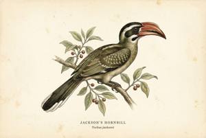 Jackson's Hornbill illustration