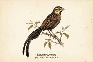 Jackson's Widowbird illustration