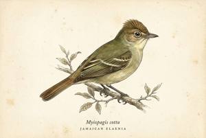 Jamaican Elaenia illustration