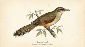 Jamaican Lizard-Cuckoo illustration