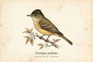 Jamaican Pewee illustration