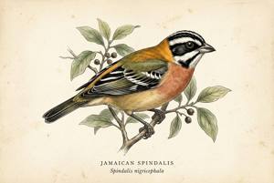 Jamaican Spindalis illustration