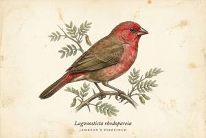 Jameson's Firefinch illustration