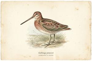 Jameson's Snipe illustration