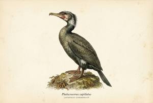 Japanese Cormorant illustration