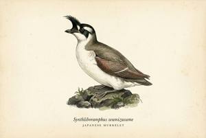 Japanese Murrelet illustration