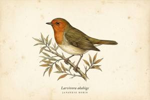 Japanese Robin illustration