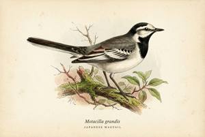 Japanese Wagtail illustration