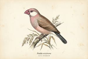 Java Sparrow illustration