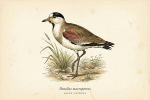 Javan Lapwing illustration
